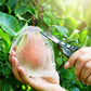 Sacchetti protettivi per la frutta