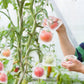 Sacchetti protettivi per la frutta