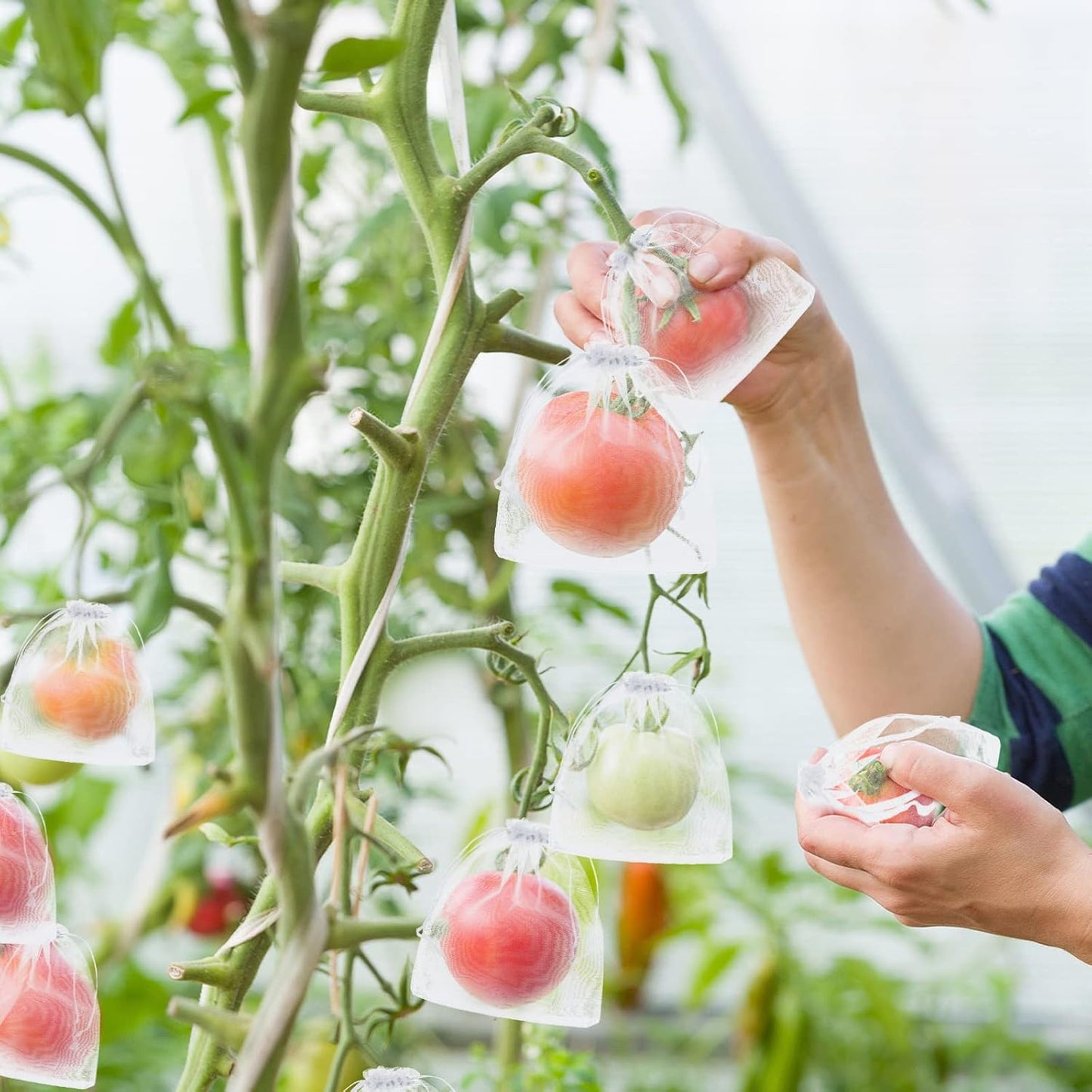 Sacchetti protettivi per la frutta