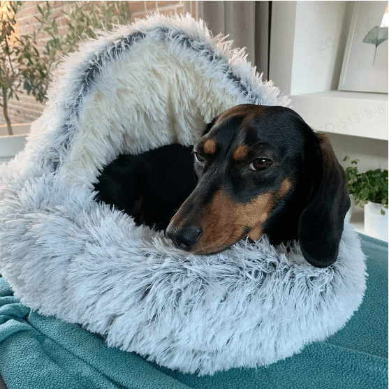 🐶KoseligHule😺 Cuccia premium per animali domestici✨Morbida e confortevole, offre un rifugio caldo per cani e gatti. Tessuto resistente, lavabile, design accogliente. Permette al tuo pet di riposare tranquillamente in tutta sicurezza a casa.