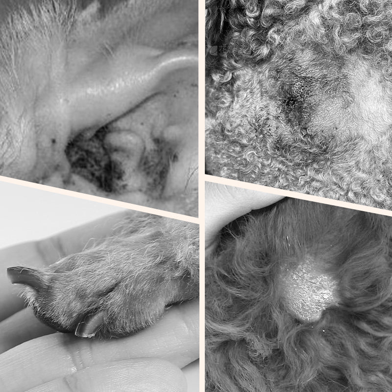 Bastoncini detergenti delicati per orecchie di animali domestici