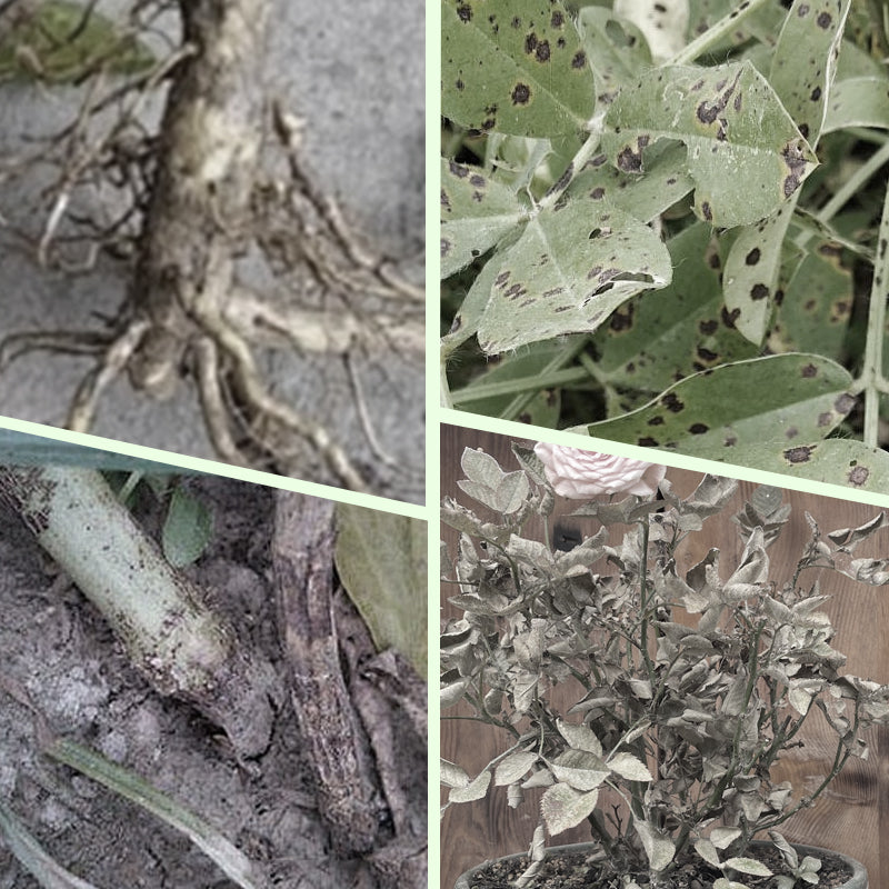 Bastoncini di concime a rilascio lento per piante