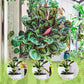 🌱 ACQUISTA 1, OTTIENI 1 GRATIS! 🏡 Nutriente Liquido per Piante – Per Interni ed Esterni, Facile da Usare & Risultati Visibili ✨