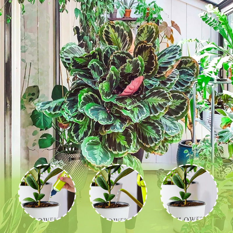 🌱 ACQUISTA 1, OTTIENI 1 GRATIS! 🏡 Nutriente Liquido per Piante – Per Interni ed Esterni, Facile da Usare & Risultati Visibili ✨