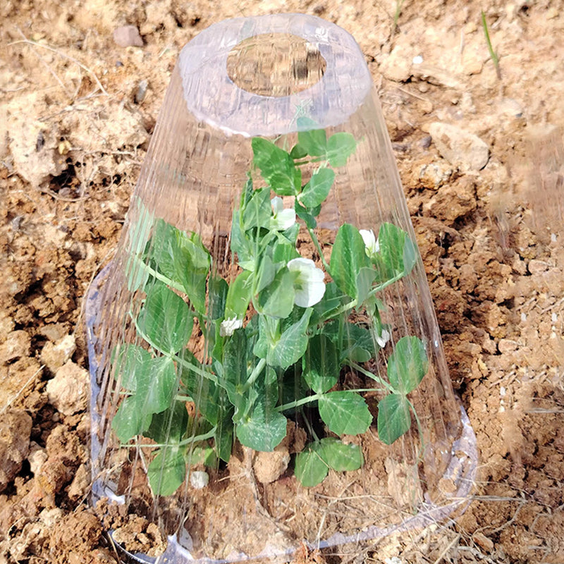 20/30 pz. Campana trasparente da giardino per piante