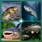 🎣 Amo da pesca con pallina galleggiante ad alta galleggiabilità – Galleggia in modo naturale, abboccate all'istante! 🐟💧 Mantiene l'esca alla profondità perfetta: più abboccate, meno attese. 🔴⚡