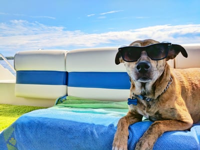 🧊 Tappetino rinfrescante estivo per animali domestici – il fresco che il tuo pet merita! 🐾❄️☀️
